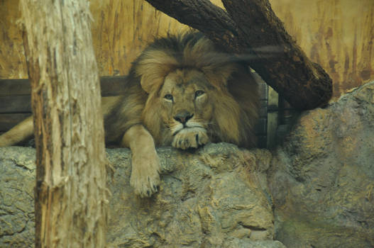 sleepy lion