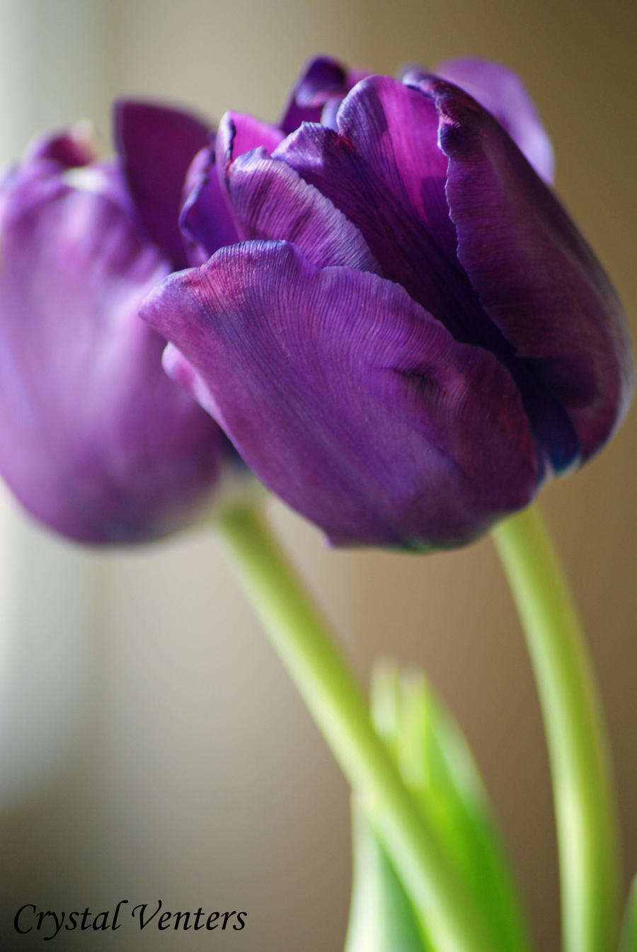 Purple Tulips