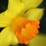 Yellow Daffodil