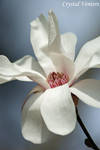 Royal Star Magnolia by poetcrystaldawn
