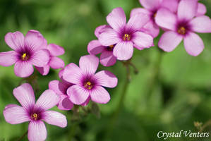 Pink Clover Flowers 1