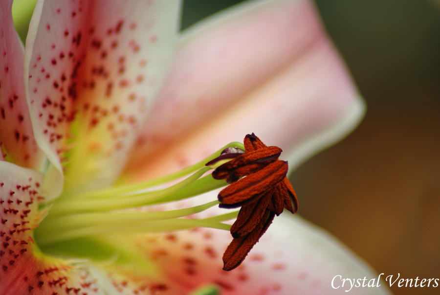 Oriental Lily 2