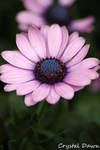 African Daisy by poetcrystaldawn