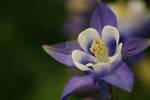 Purple Columbine by poetcrystaldawn