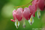 Bleeding Hearts by poetcrystaldawn