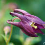 Purple Columbine 2