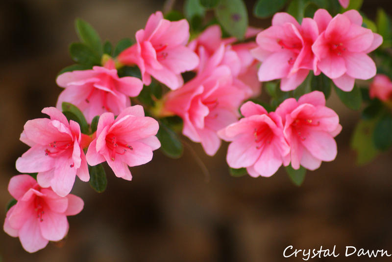 Pink Azalea