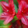 Red Azalea 1