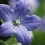 Balloon Flower