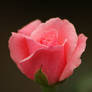 Pink Rose Bud 4