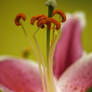 Oriental Lily