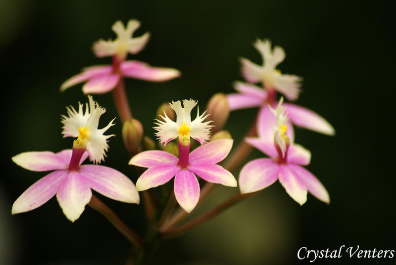 Orchid Ballet