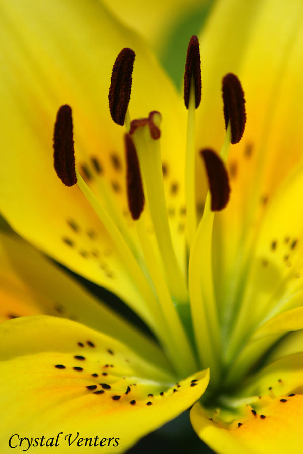 Yellow Lily