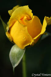Yellow Rose Bud