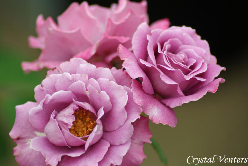 Mauve Roses by poetcrystaldawn on DeviantArt