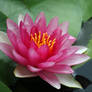 Pink Water Lily