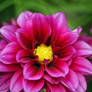 Pink Dahlia 3