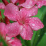 Pink Oleander