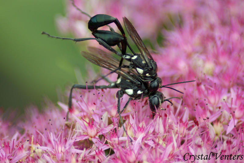 Mating in the Flowers