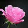 Pink Rose Bud 2