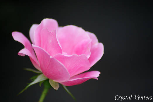 Pink Rose Bud 2