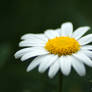 Daisy 2