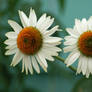 White Coneflowers