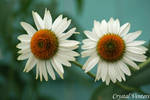 White Coneflowers by poetcrystaldawn