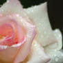 Rainy Light Pink Rose