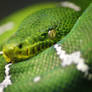 Green Tree Python 2