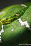 Green Tree Python 2 by poetcrystaldawn