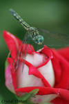 Dragonfly on Candy Cane Rose by poetcrystaldawn