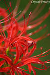 Red Spider Lily by poetcrystaldawn