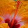 Orange Hibiscus