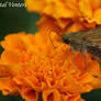 Skipper on Marigold