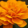 Orange Marigold