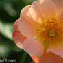 Peach Rose 3