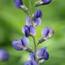 Purple Baptisia