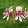 Pelargonium