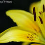 Yellow Lily 2