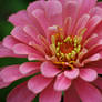 Pink Zinnia 5