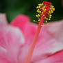 Pink Hibiscus 2