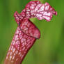 Pitcher Plant 3