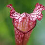 Pitcher Plant 4