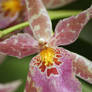 Pink Orchid 2