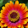 Red N Orange Zinnia 2