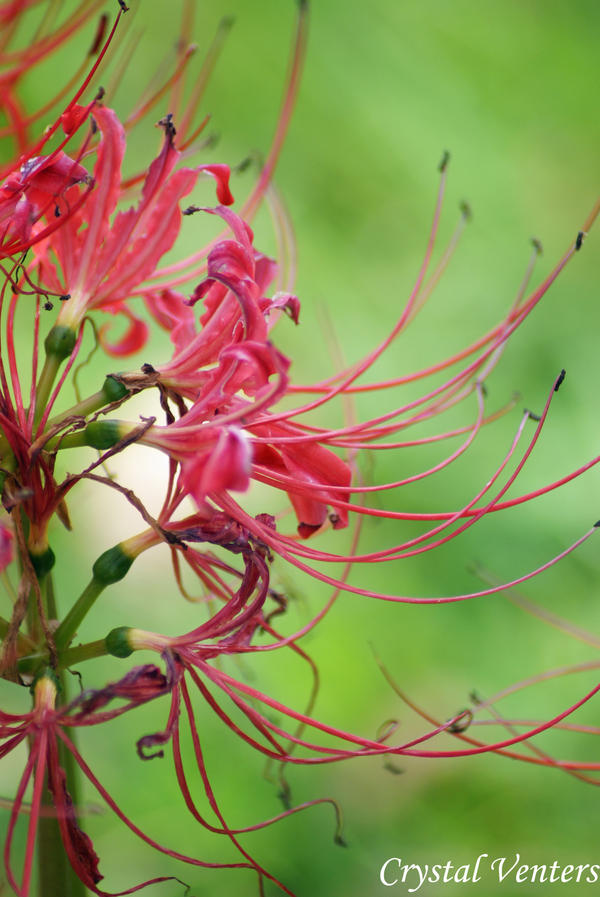 Pink Spider Lily