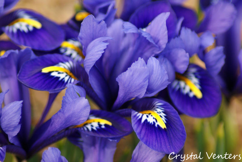 Purple Irises 3 by poetcrystaldawn Purple Irises 3 by poetcrystaldawn
