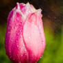 Wet Pink Tulip 3