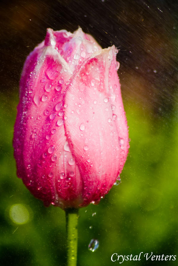 Wet Pink Tulip 3